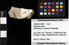 Foto (Objket + Etiketten) von Decapoda indet. 